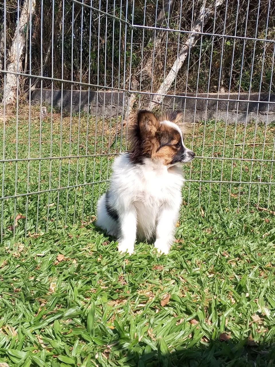 Papillon macho pedigree CBKC - Foto 2