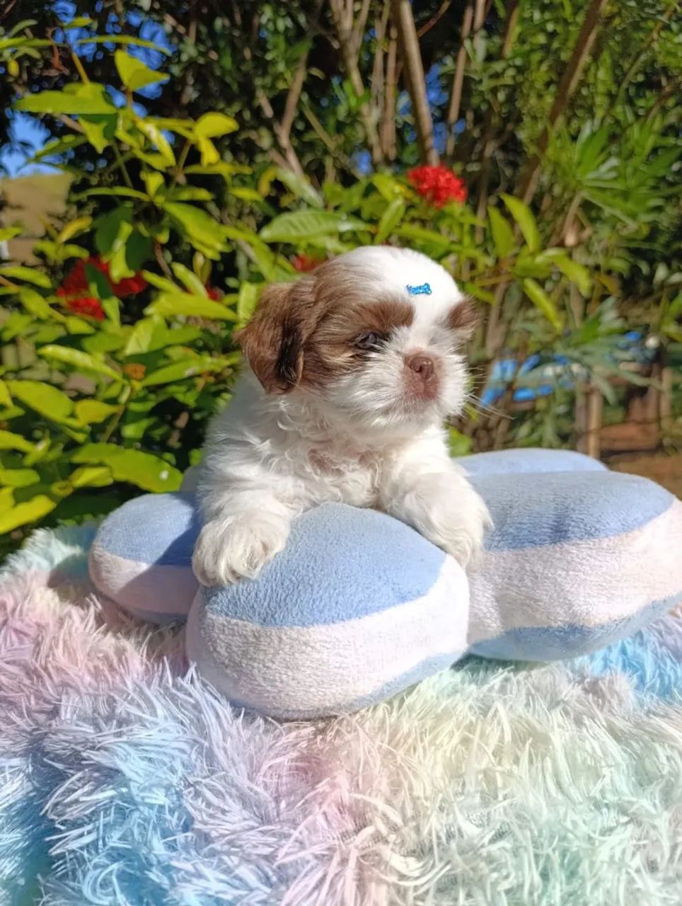 Shihtzu  - Foto 3