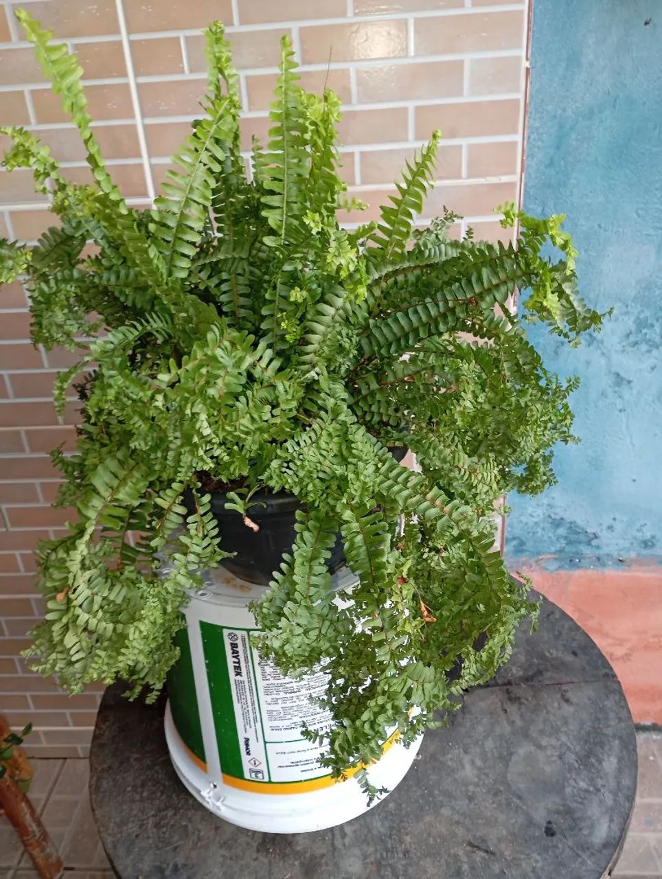 Plantas e sementes  - Foto 2