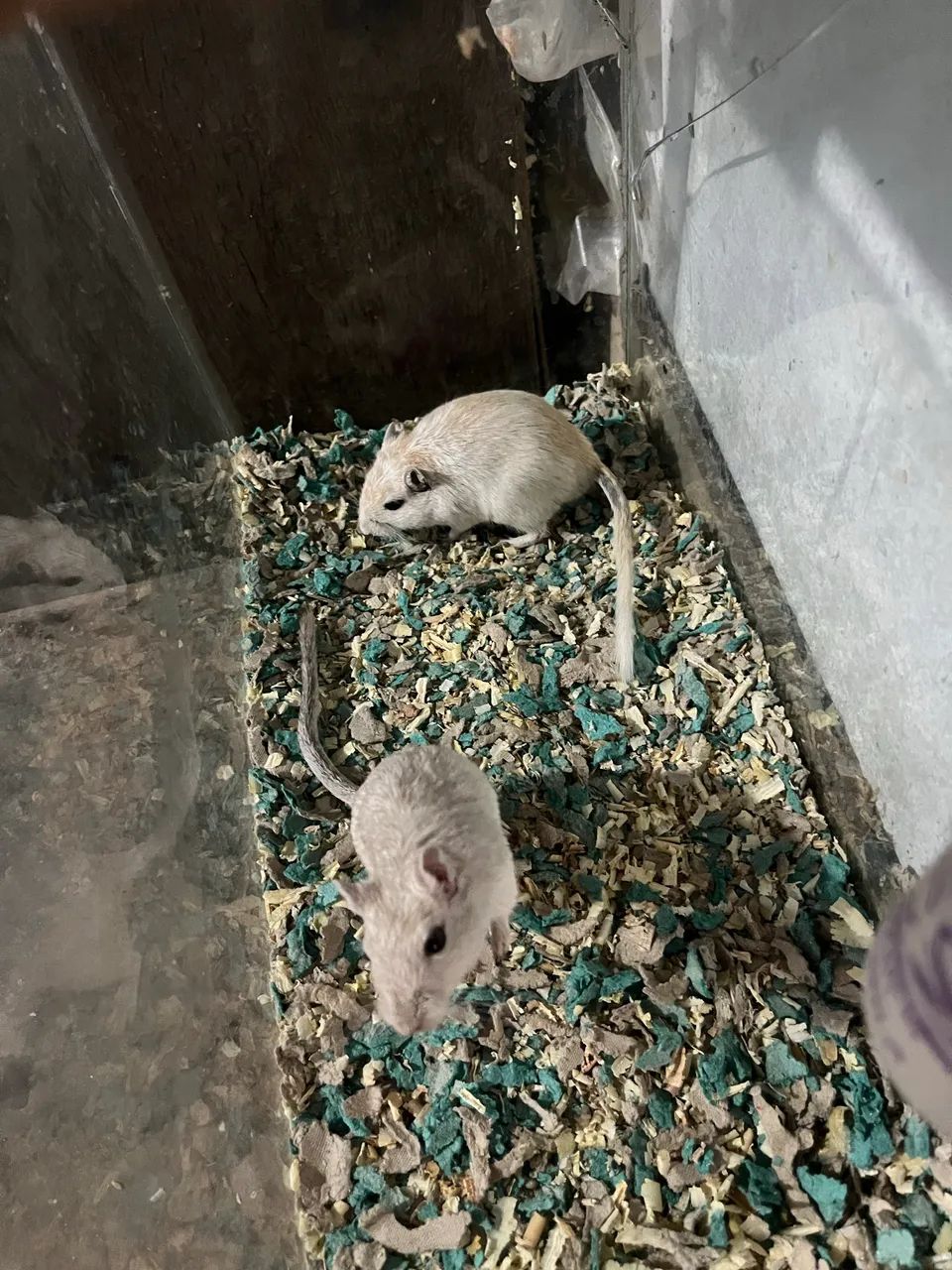 Gerbil(esquilo da Mongólia) - Foto 2