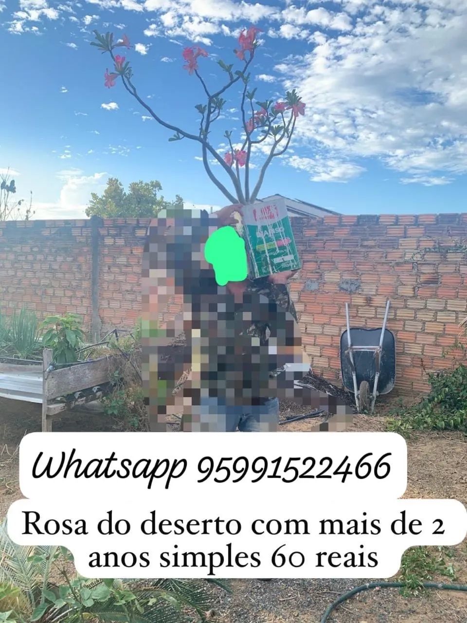 Rosa do deserto  - Foto 4