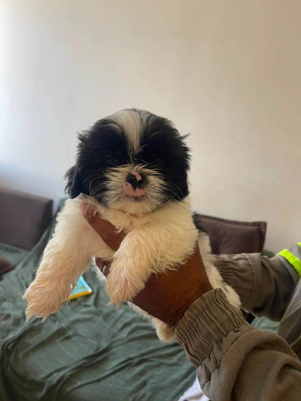 Cachorro