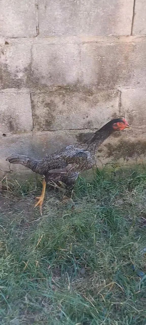 Frangas e frango índio  - Foto 2