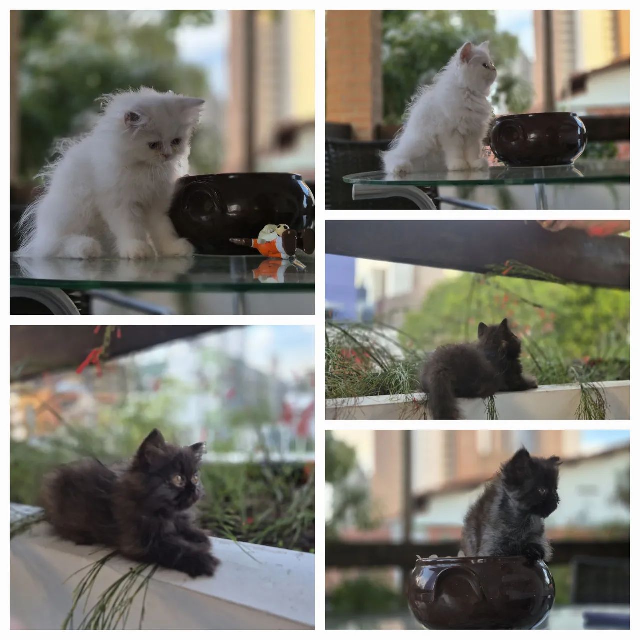 Vendo lindos filhotes de gato persa - Foto 5