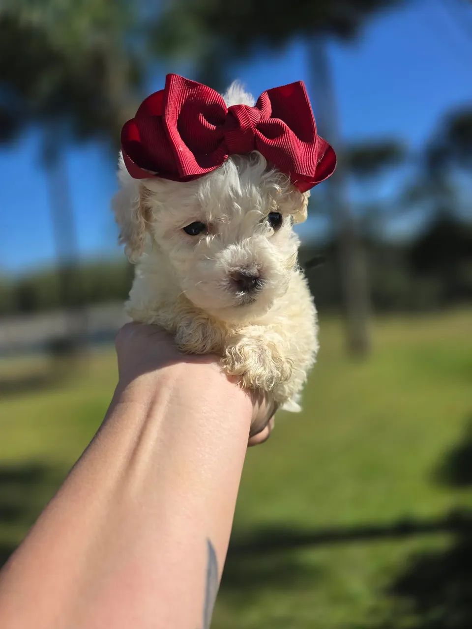 Poodle micro toy em Curitiba  