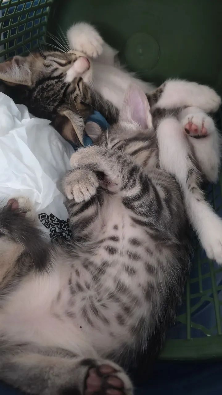 DOAÇÃO DE GATOS - Foto 2