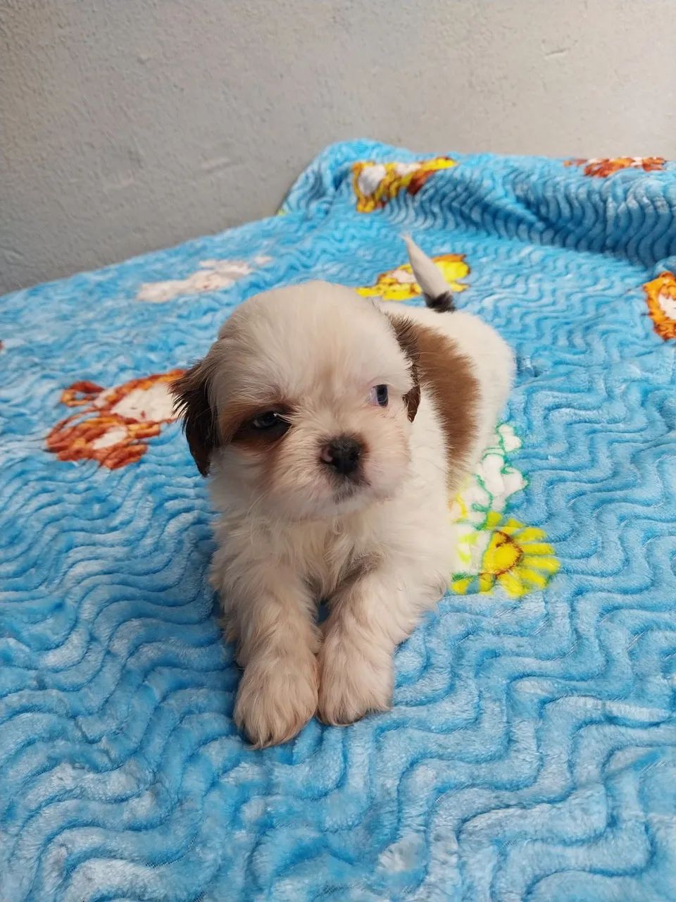 Shih-tzu Macho e Fêmea  - Foto 5