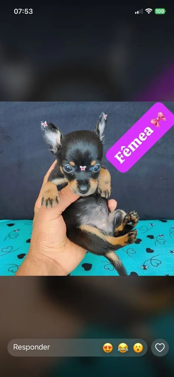 Pinscher filhotes lindos