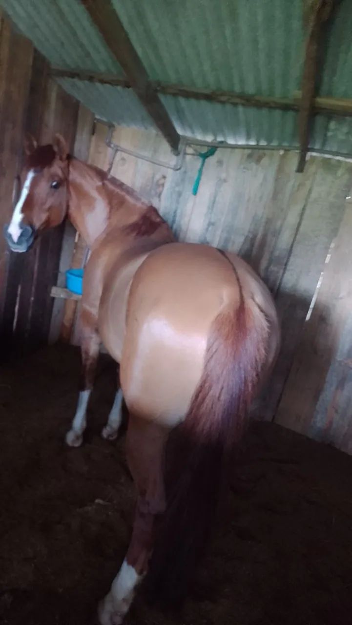 Cavalo crioulo  - Foto 3