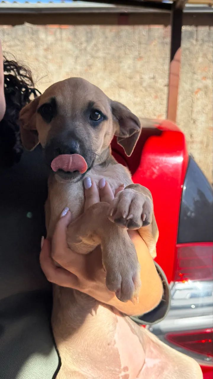 Adoção de Cachorro  - Foto 3