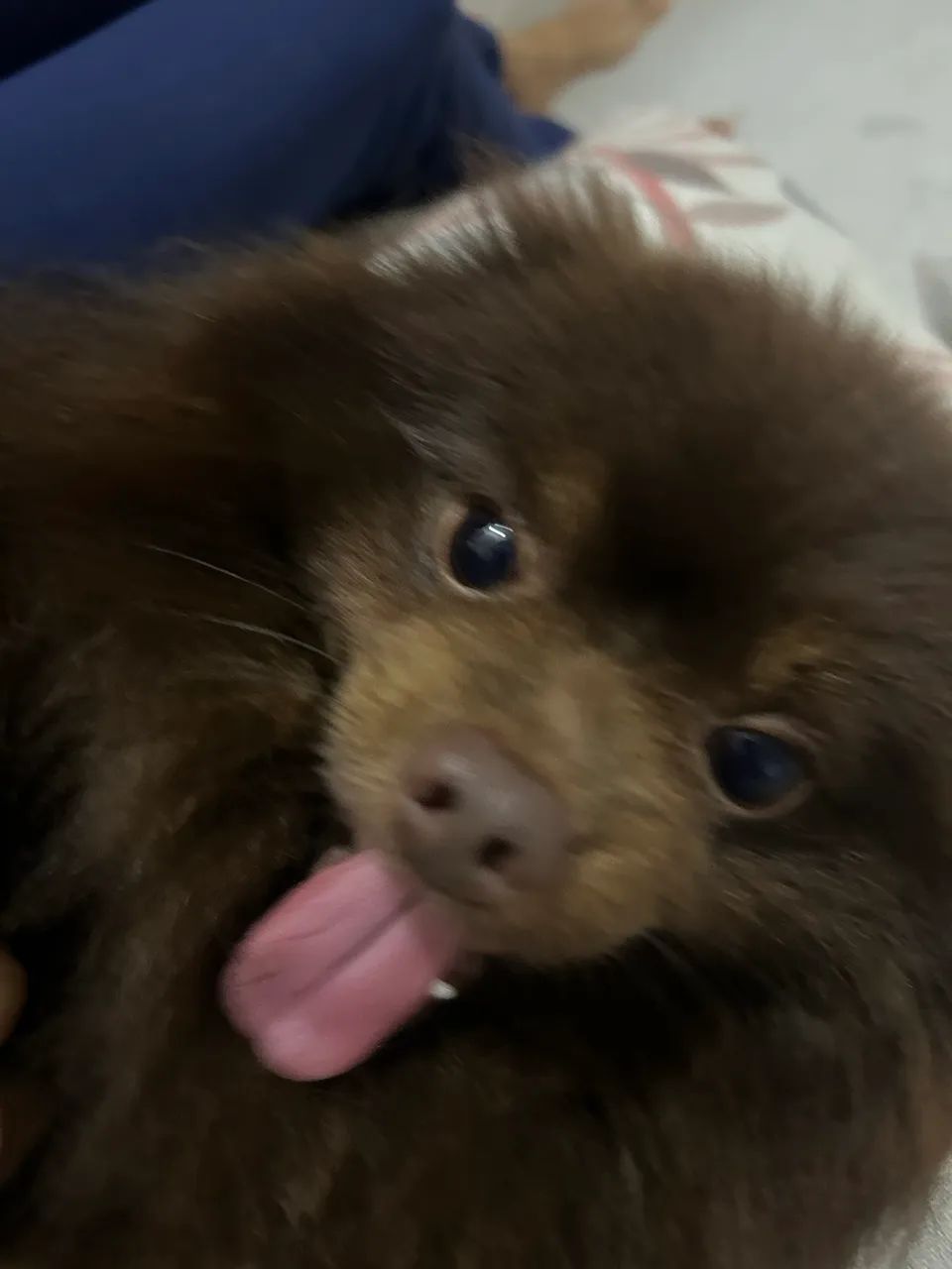 Spitz  - Foto 2