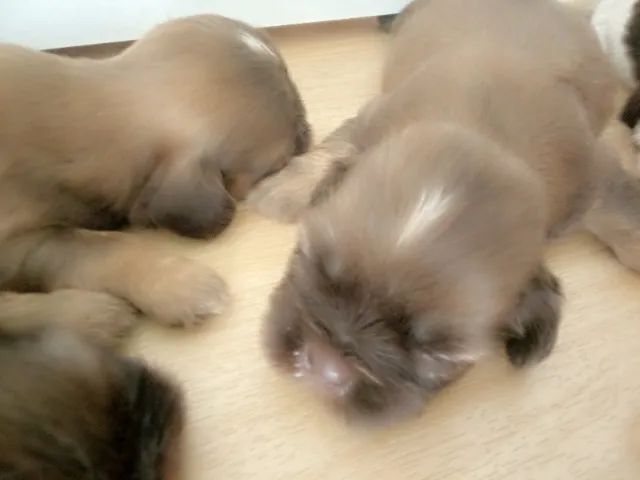 Shih Tzu  - Foto 2
