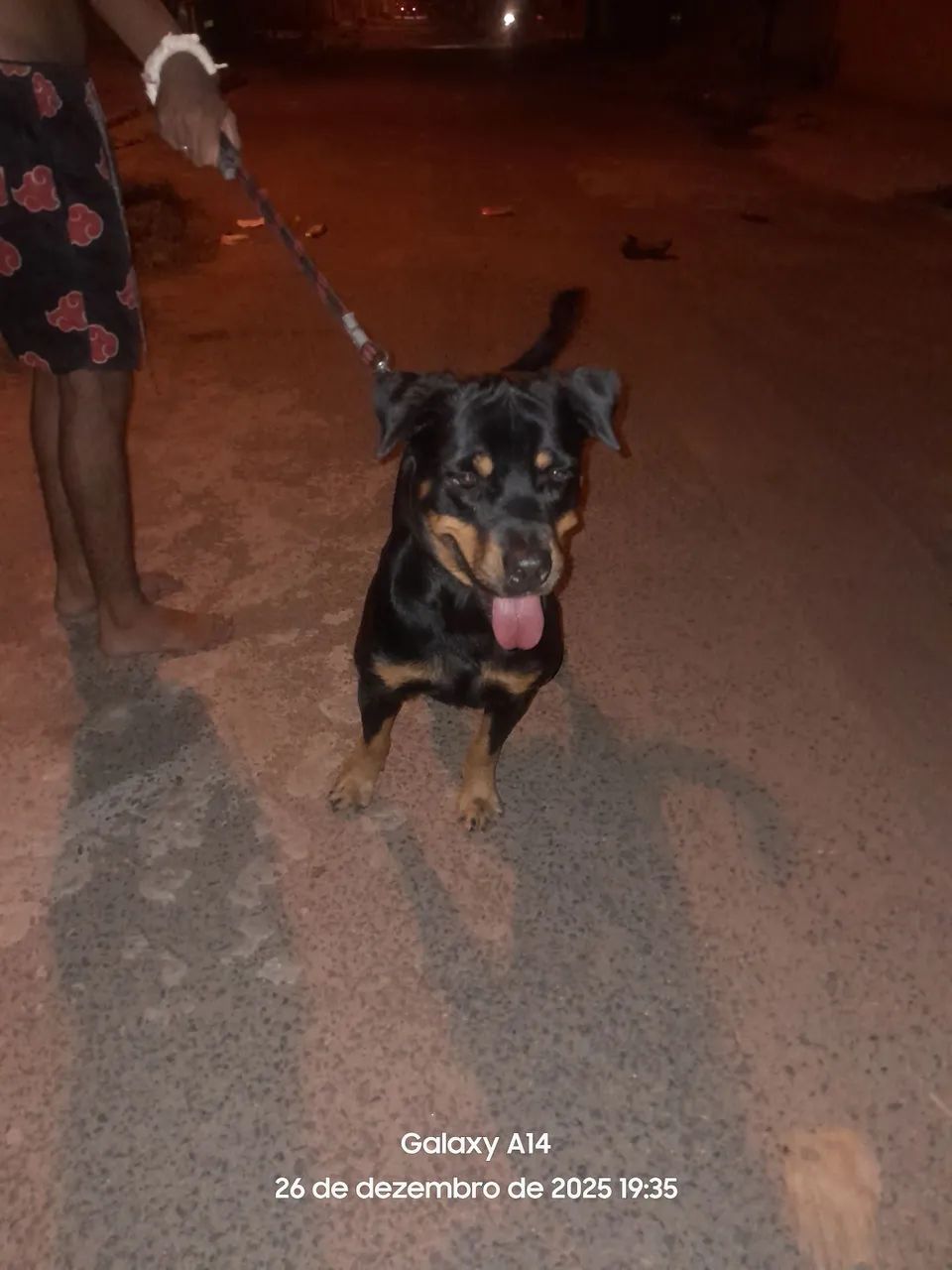 Rotwailler disponível para cruza 