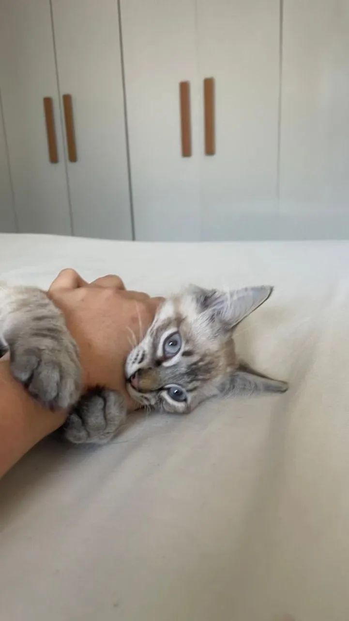 Gatinho macho para adoção responsável  - Foto 2