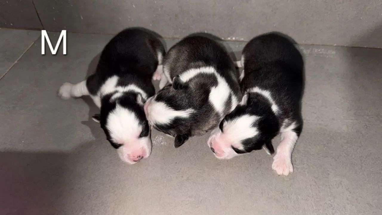 Filhotes Husky Siberiano  - Foto 4
