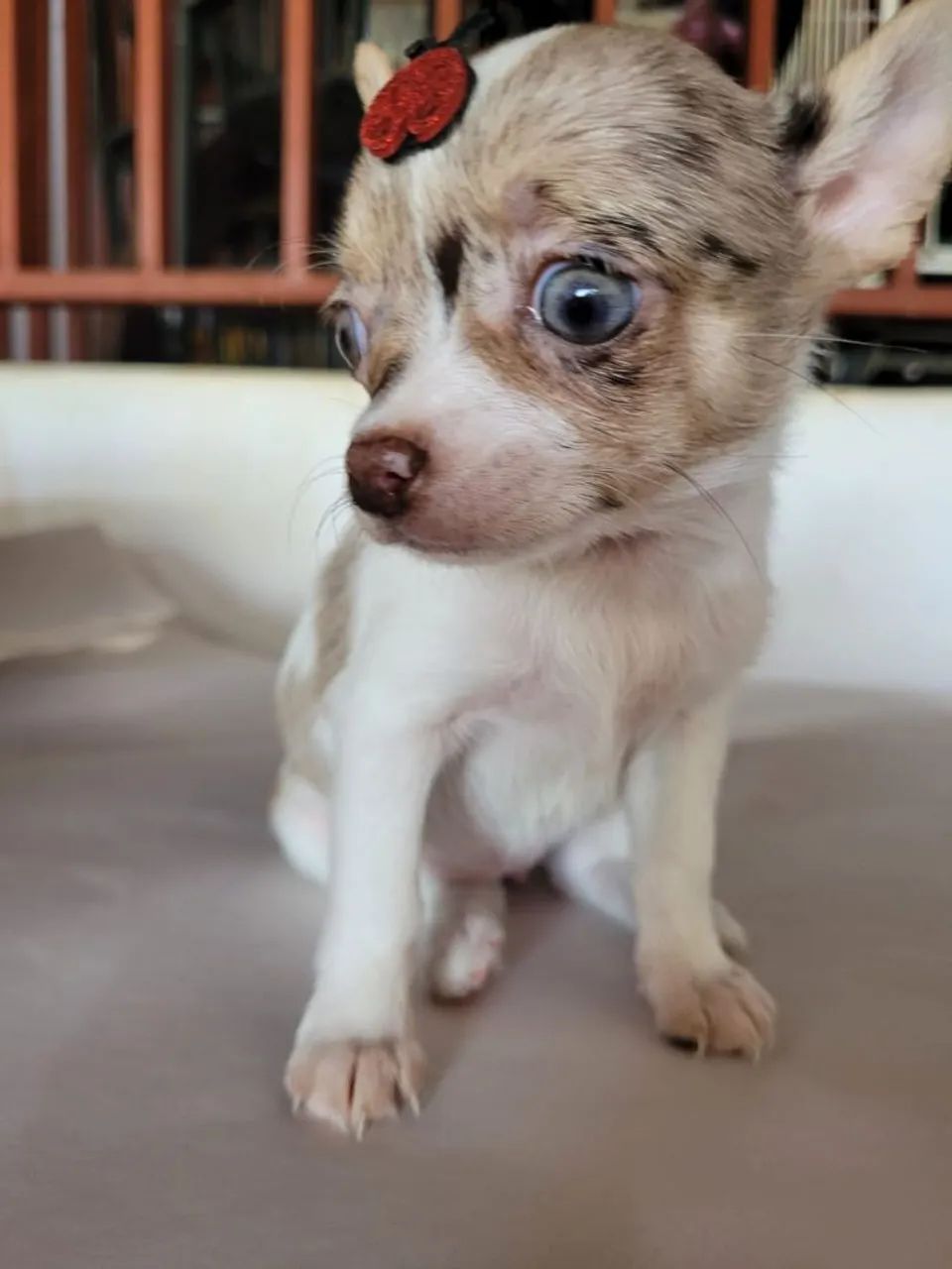 Chihuahua com pedigree