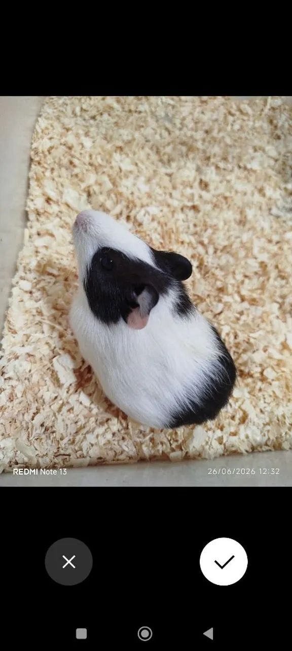 Porquinho 