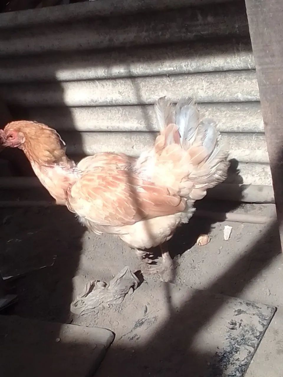 Galinha caipira original 