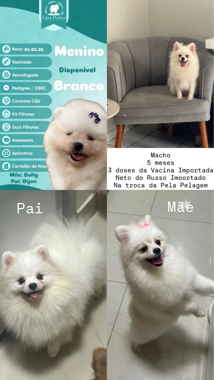Macho Spitz alemão porte pequeno  - Foto 2