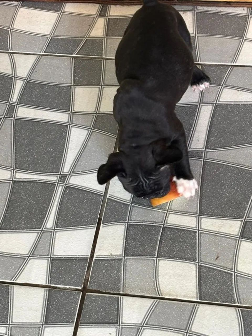 Bulldog francês macho  - Foto 3