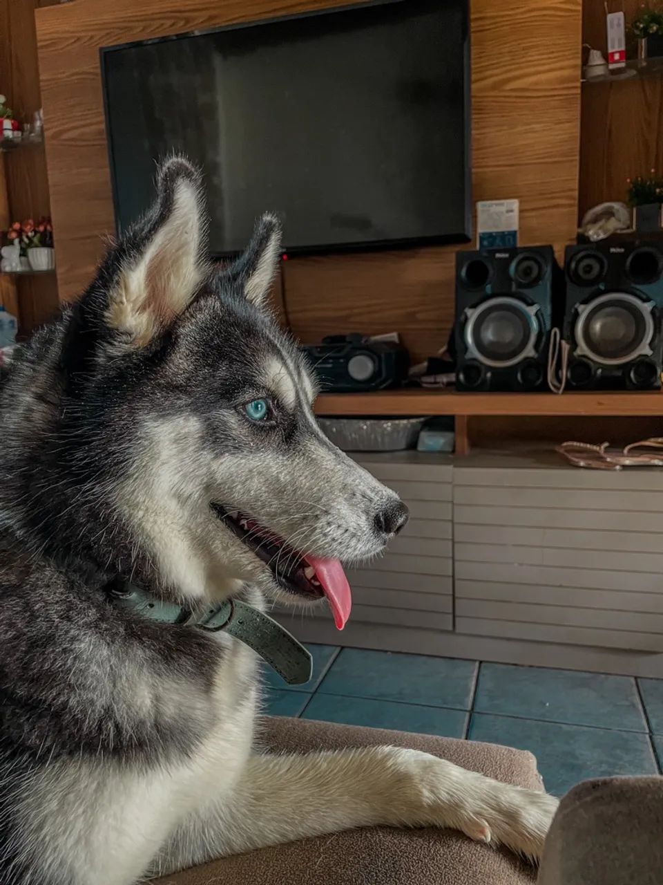 Procuro husky macho para cruzar - Foto 2