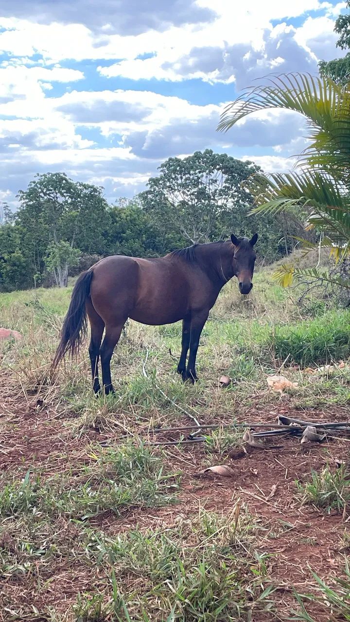 vendo égua QM com MM 