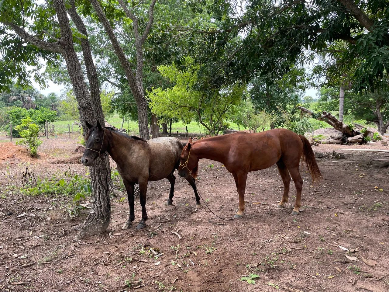 Égua quarto de milha  - Foto 4