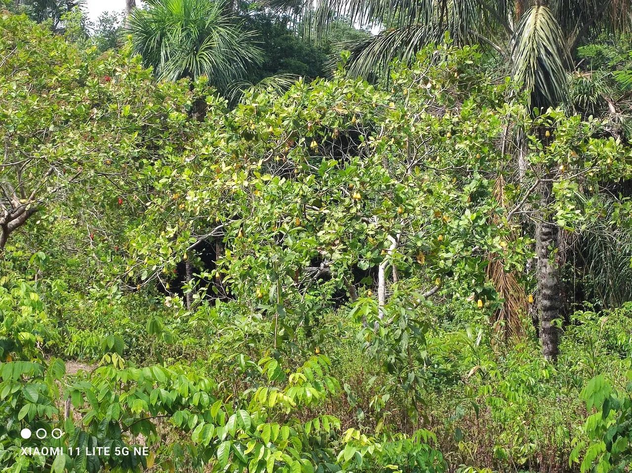 Venda de propriedade (sítio) - Foto 5