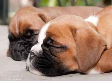 Boxer Filhotes