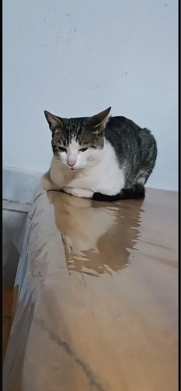 Gato