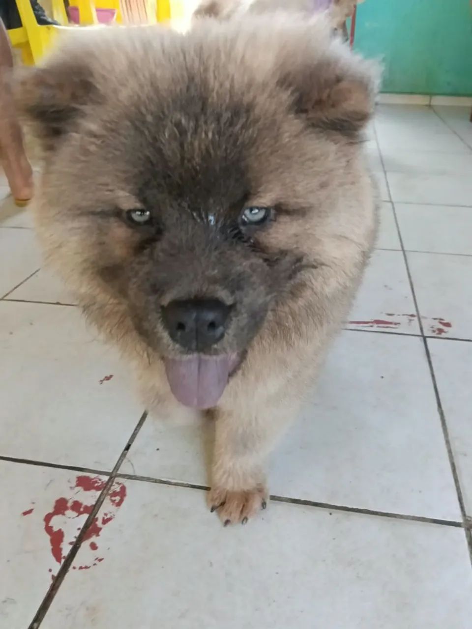 Cachorro  - Foto 5