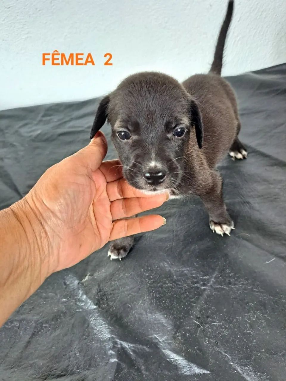 Cães Para Adoção  - Foto 2