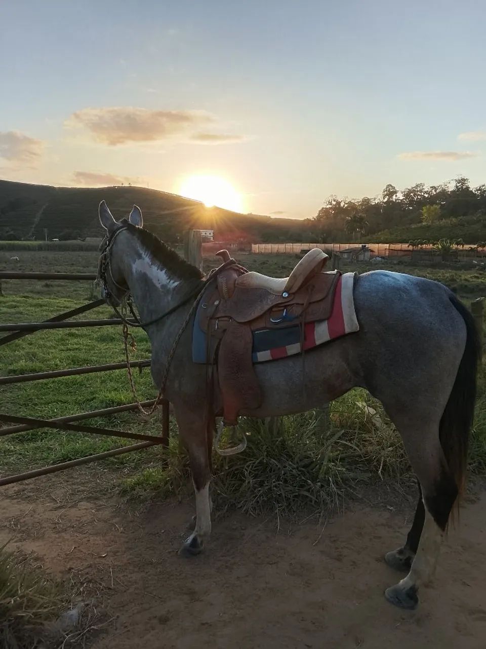 Égua macha picada  - Foto 5