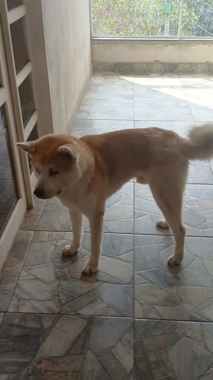 Akita
