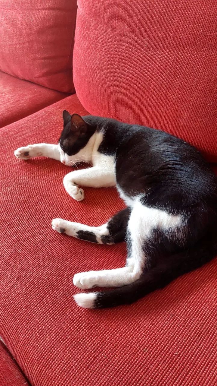 Sofá Vermelho em " L" com em blocos Separados - Foto 3