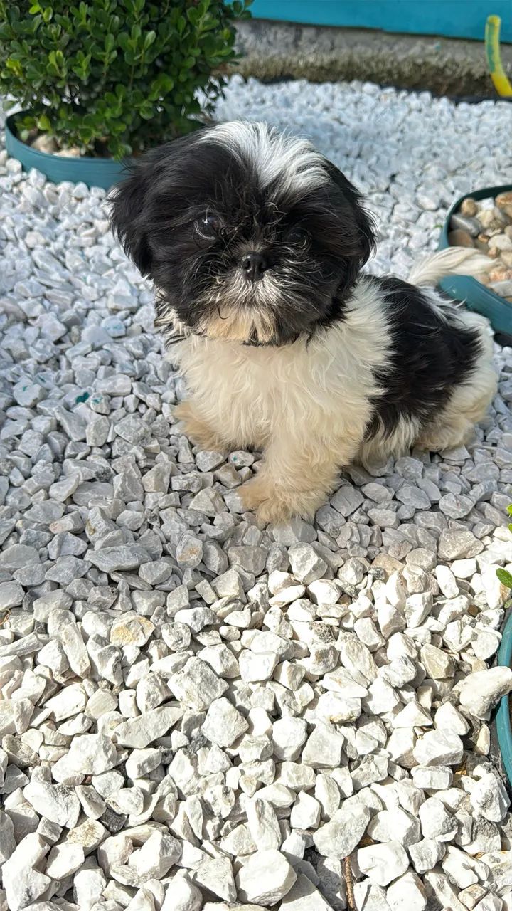 Shihtzu  - Foto 4