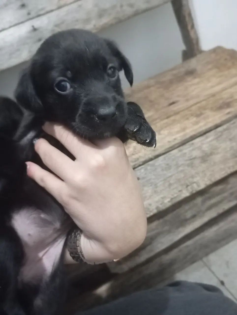 Doação de cachorros filhotes. - Foto 4