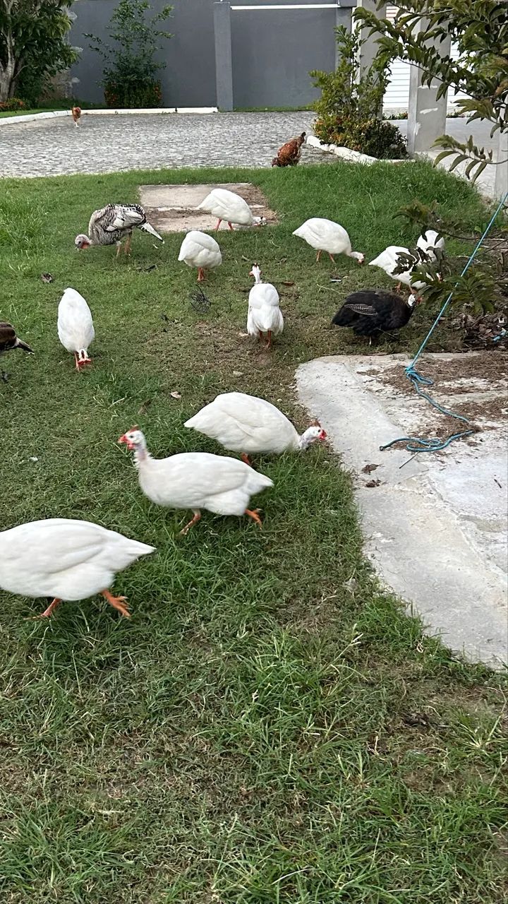 Guiné branco. - Foto 4