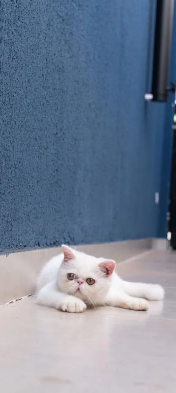 Gatos  - Foto 3