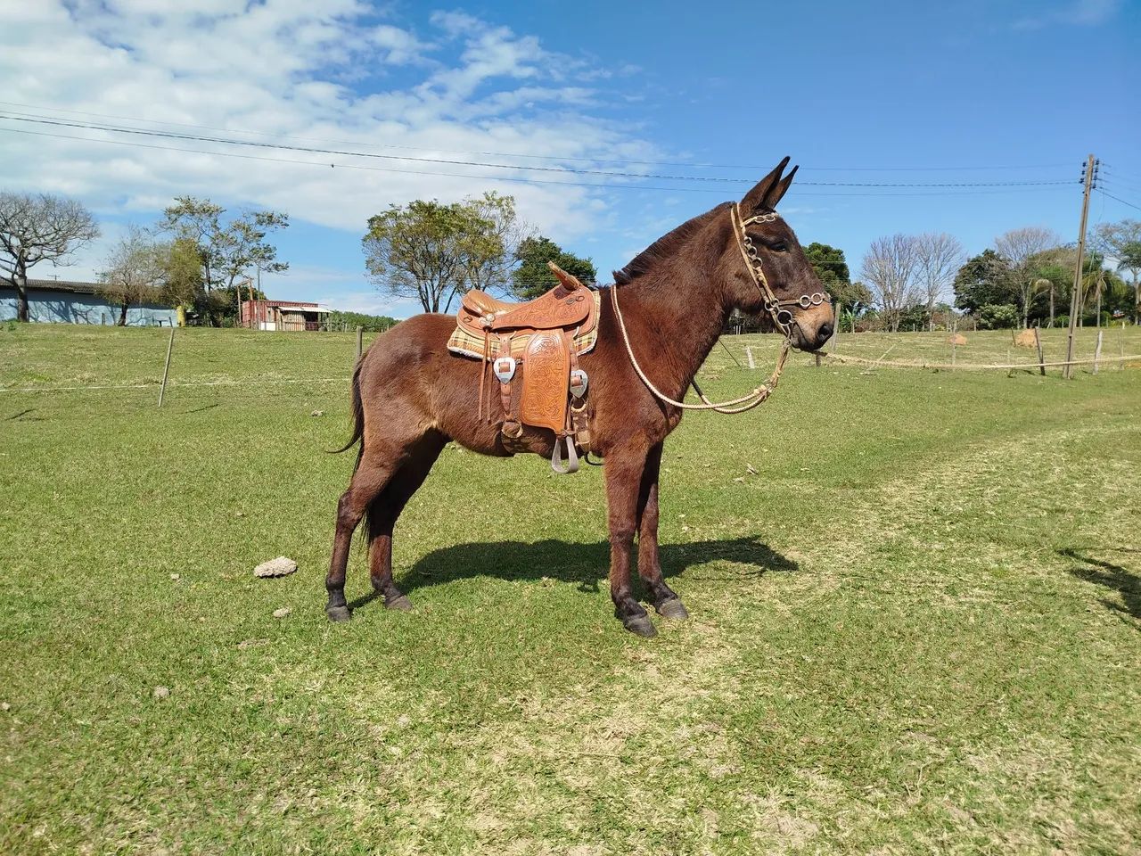 Burro