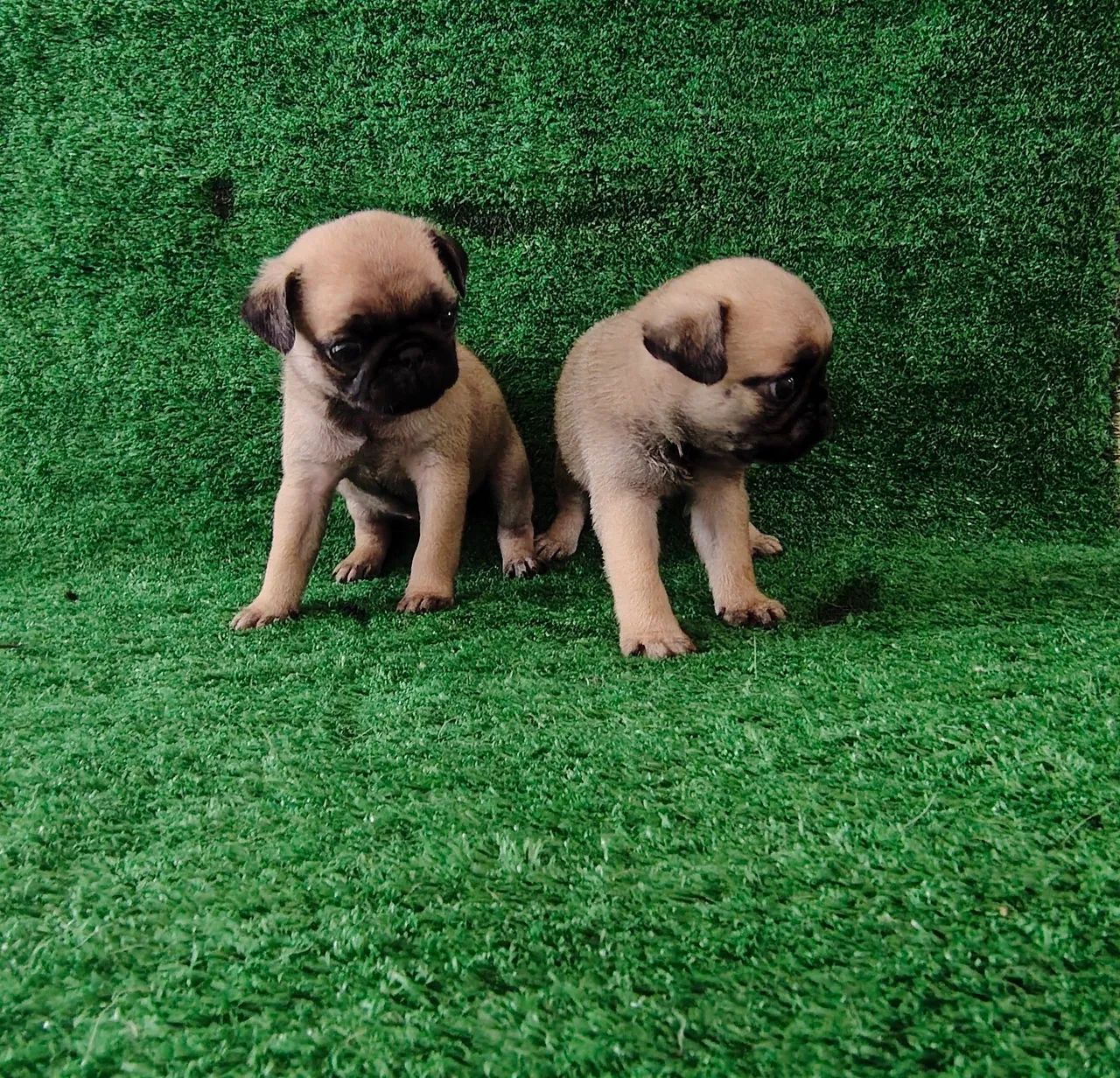 Filhotes de Pug macho  - Foto 3
