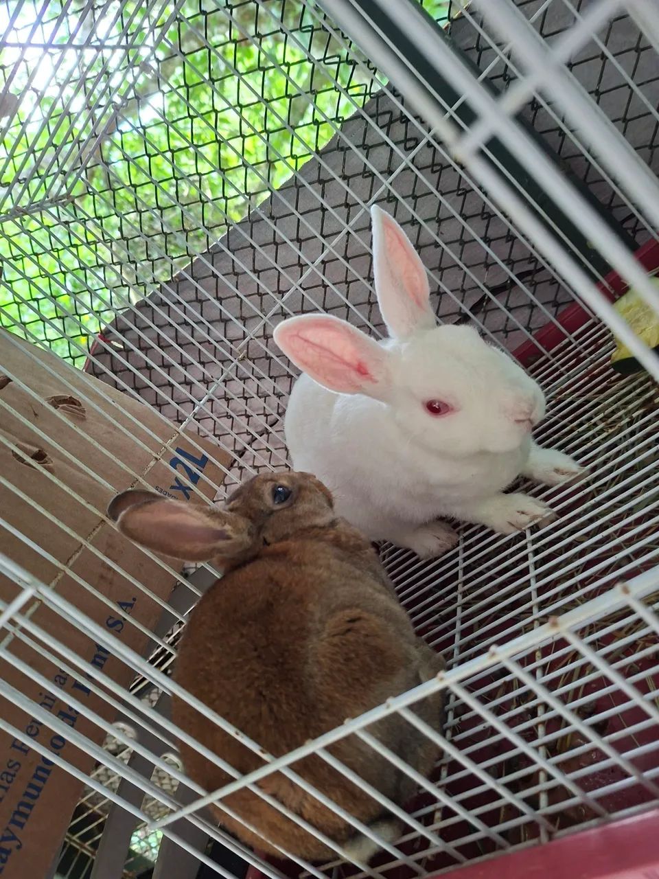 Coelho Mini Rex Casal