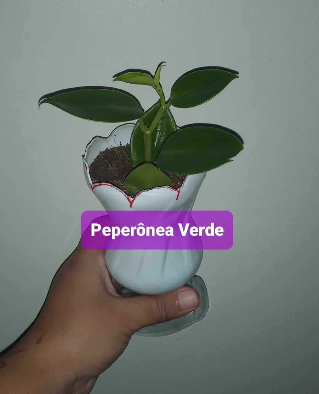 6 PLANTAS POR 40,00  - Foto 4