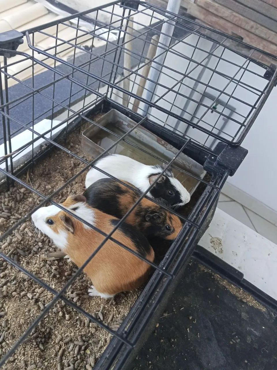 Preá  - Foto 2