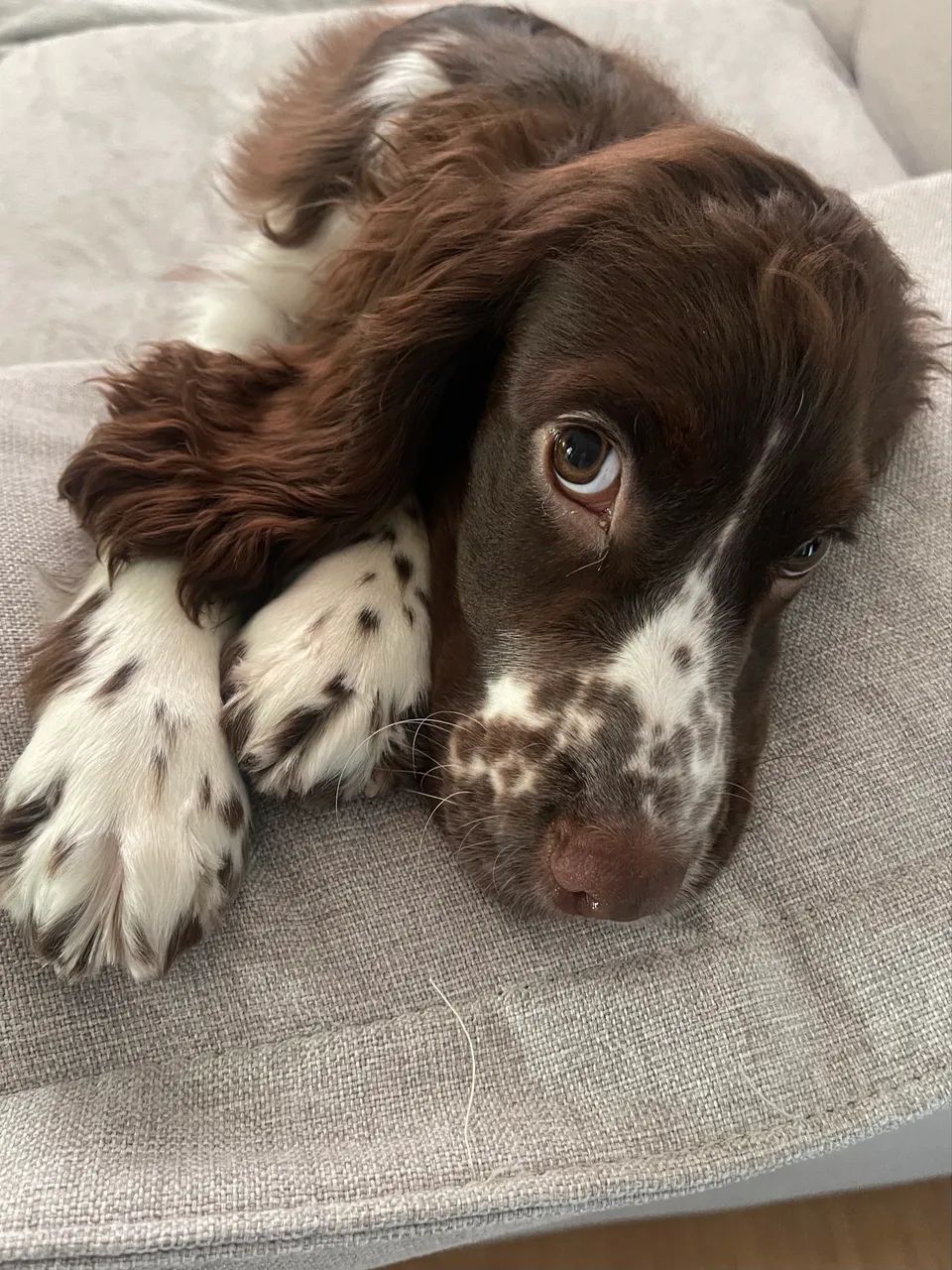 COCKER SPANIEL PROCURA NAMORADA - Foto 3