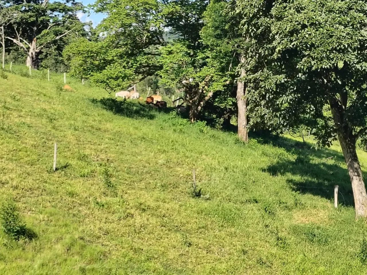 Sítio em Muzambinho/MG - Foto 4