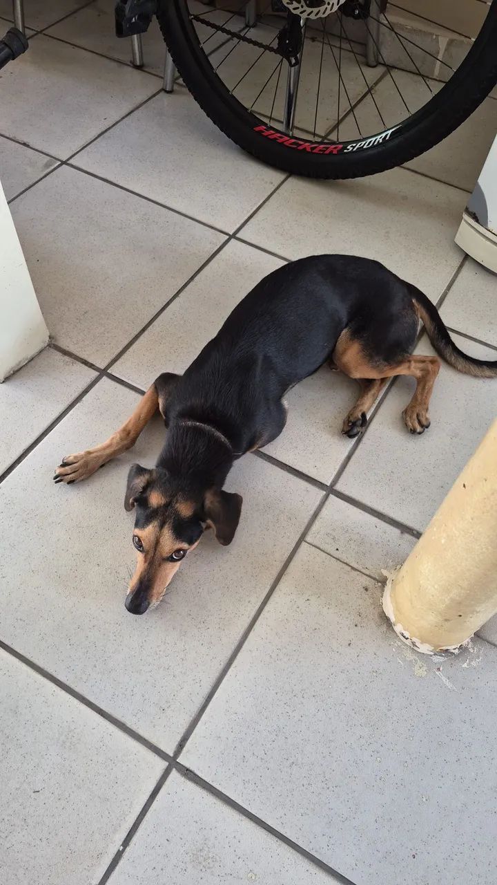 Doação de cachorro! - Foto 2