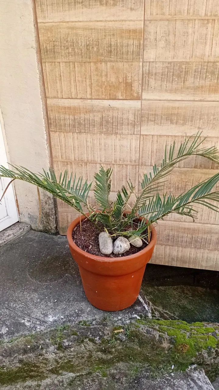 Planta - Foto 2