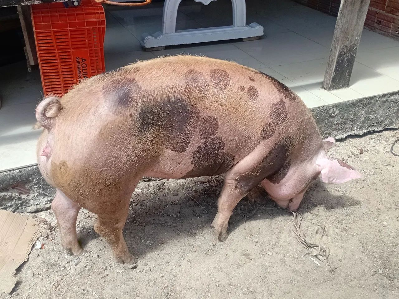 Porca