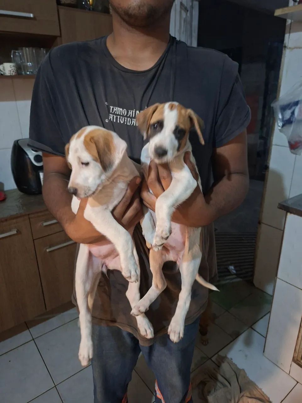 Dog - Foto 5